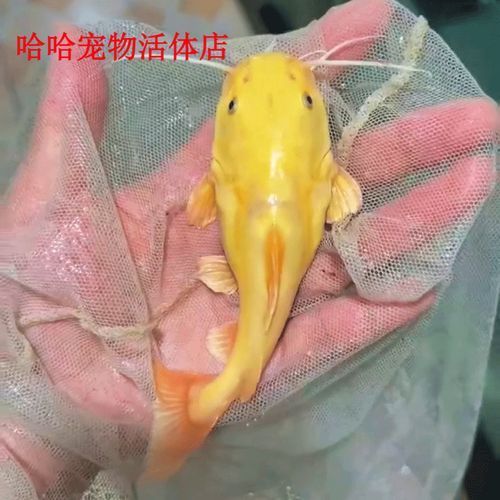 黃金貓魚的價格是多少？，黃金貓魚價格是多少