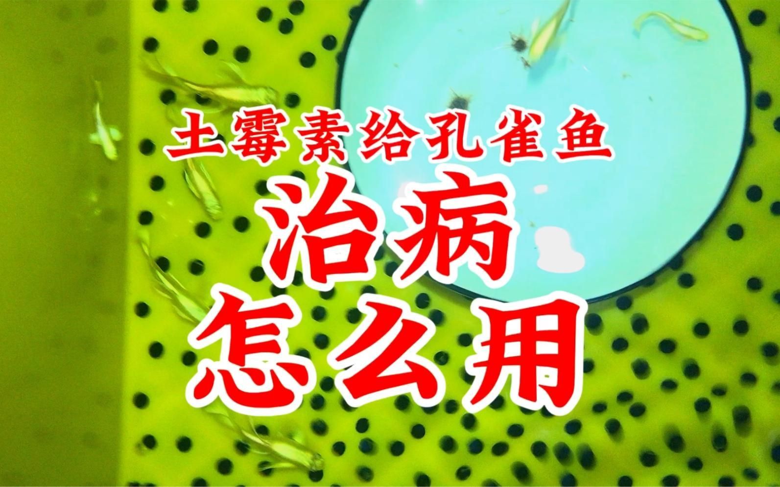 土霉素對哪些魚有效，土霉素在魚缸中的作用