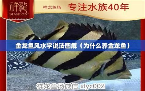 祥龍魚場(chǎng)高端龍魚，祥瑞魚場(chǎng)高端龍魚專題解讀