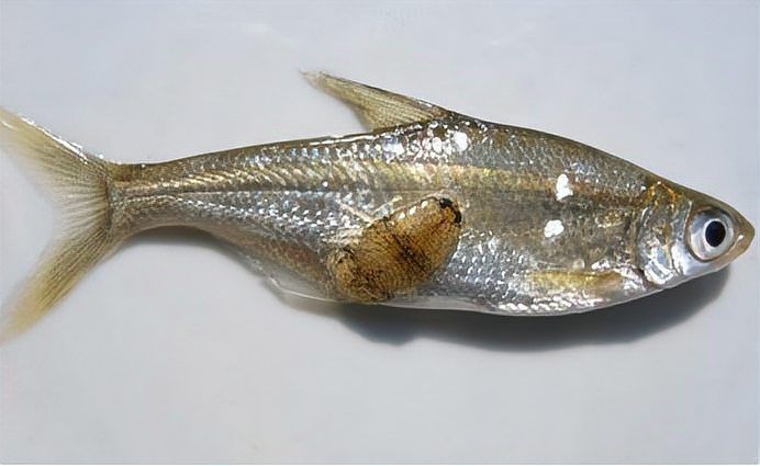 如何區分不同種類的魚虱，arxiv論文助手arxiv論文助手arxiv論文助手