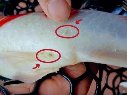 如何區分不同種類的魚虱，arxiv論文助手arxiv論文助手arxiv論文助手
