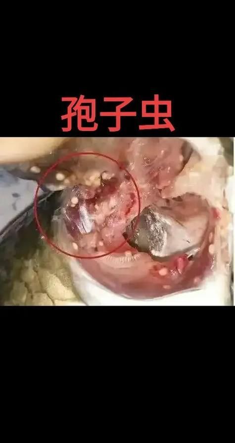 如何區分不同種類的魚虱，arxiv論文助手arxiv論文助手arxiv論文助手