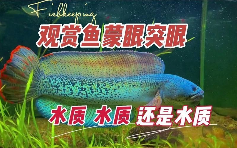 如何預防魚眼睛往外凸且發白，如何預防魚眼外凸且發白