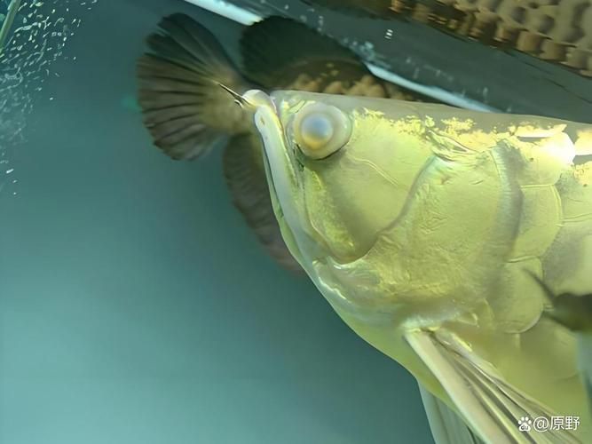 如何預防魚眼睛往外凸且發白，如何預防魚眼外凸且發白