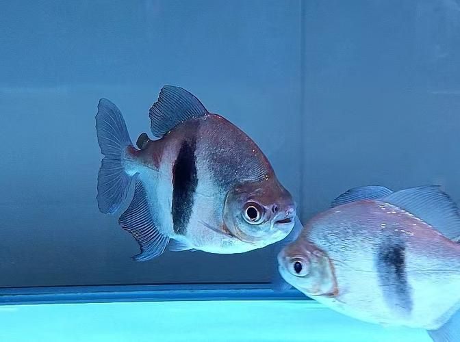 如何判斷粗線銀板魚是否發(fā)情？，如何判斷粗線銀板魚是否發(fā)情