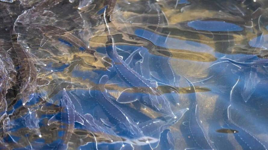 惠水龍魚的養殖技術有哪些