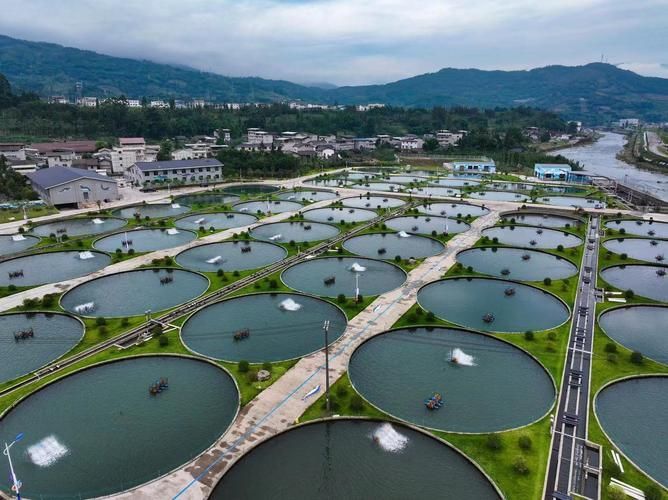 惠水龍魚的養殖技術有哪些