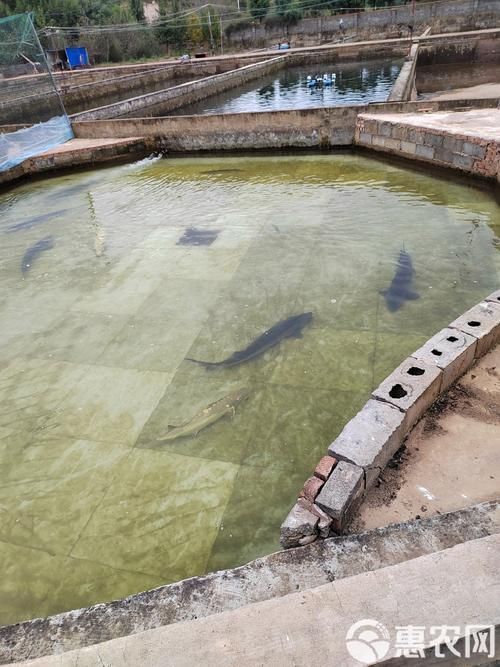 惠水龍魚的養殖技術有哪些