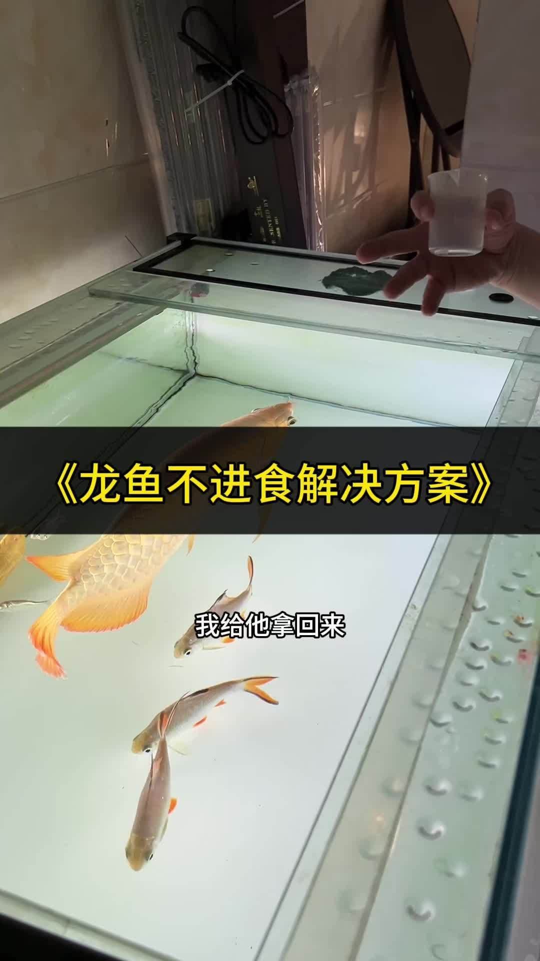 龍魚不開口有哪些解決方法，龍魚不開口怎么辦