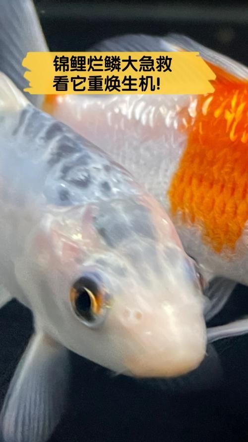 魚鱗腐爛最快解決方法，浴鱗腐爛最快解決方法