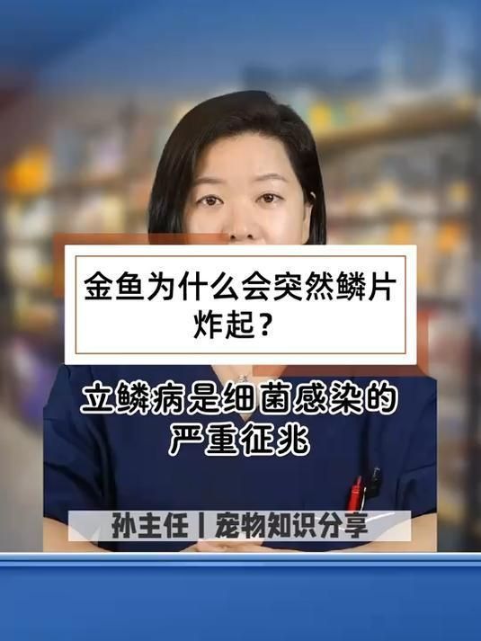 金魚豎鱗病會自愈嗎，金魚豎鱗病會自愈嗎,金魚豎鱗病有哪些治療方法
