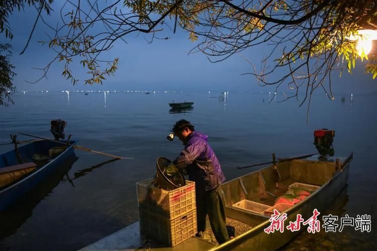 永靖龍魚的養殖技術有哪些？，永靖龍魚的養殖技術