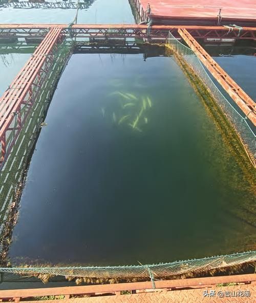 永靖龍魚的養殖技術有哪些？，永靖龍魚的養殖技術