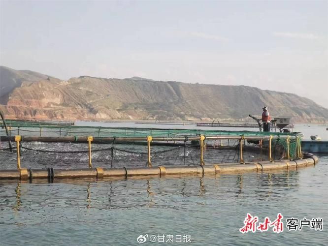 永靖龍魚(yú)的養(yǎng)殖技術(shù)有哪些？，永靖龍魚(yú)的養(yǎng)殖技術(shù)
