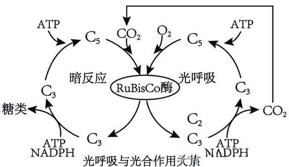 有哪些魚缸增氧方法推薦，中小型魚缸增氧方式