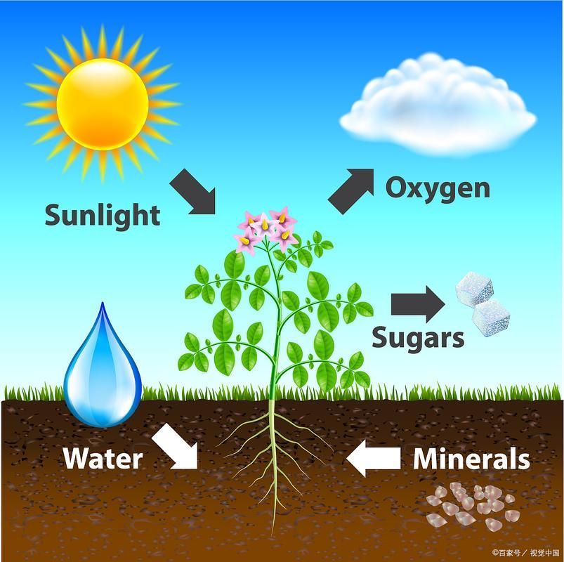 有哪些魚缸增氧方法推薦，中小型魚缸增氧方式