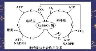 有哪些魚缸增氧方法推薦，中小型魚缸增氧方式