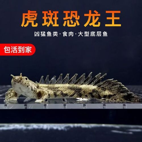 給我一些鑒別真假虎斑恐龍魚的圖片，如何鑒別真假虎斑恐龍魚