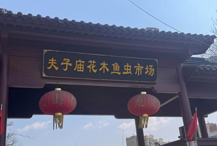 南京哪里可以買(mǎi)到紅龍魚(yú)？，南京紅龍魚(yú)市場(chǎng)和寵物市場(chǎng)和寵物店紅龍魚(yú)的挑選要點(diǎn)