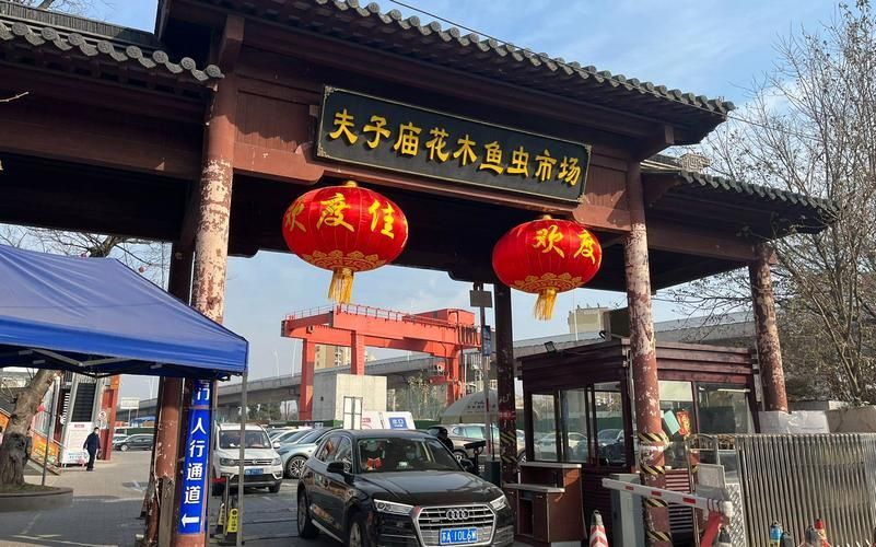 南京哪里可以買(mǎi)到紅龍魚(yú)？，南京紅龍魚(yú)市場(chǎng)和寵物市場(chǎng)和寵物店紅龍魚(yú)的挑選要點(diǎn)