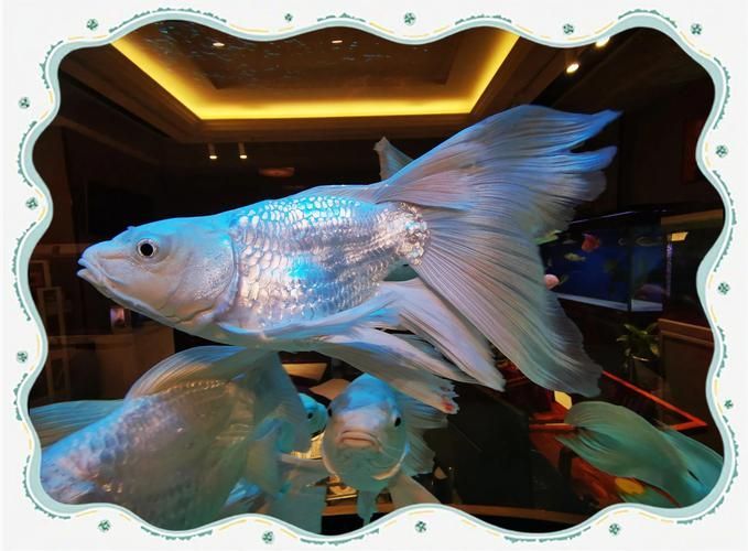 南京哪里可以買(mǎi)到紅龍魚(yú)？，南京紅龍魚(yú)市場(chǎng)和寵物市場(chǎng)和寵物店紅龍魚(yú)的挑選要點(diǎn)