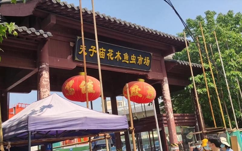 南京哪里可以買(mǎi)到紅龍魚(yú)？，南京紅龍魚(yú)市場(chǎng)和寵物市場(chǎng)和寵物店紅龍魚(yú)的挑選要點(diǎn)