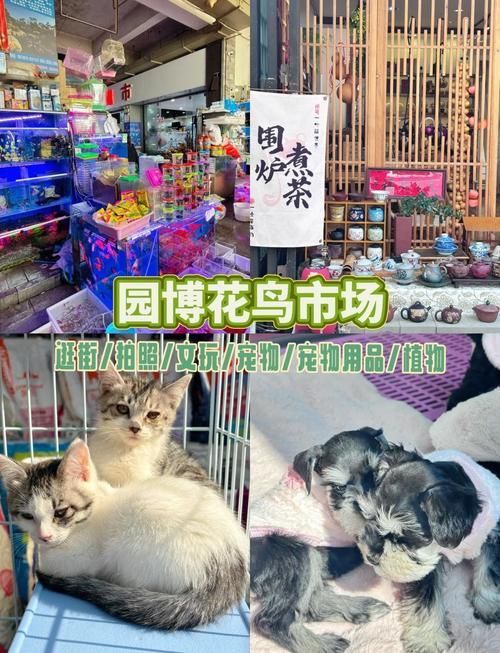 昆明哪里可以買到正宗的紅龍魚？，昆明哪里可以買到正宗的紅龍魚