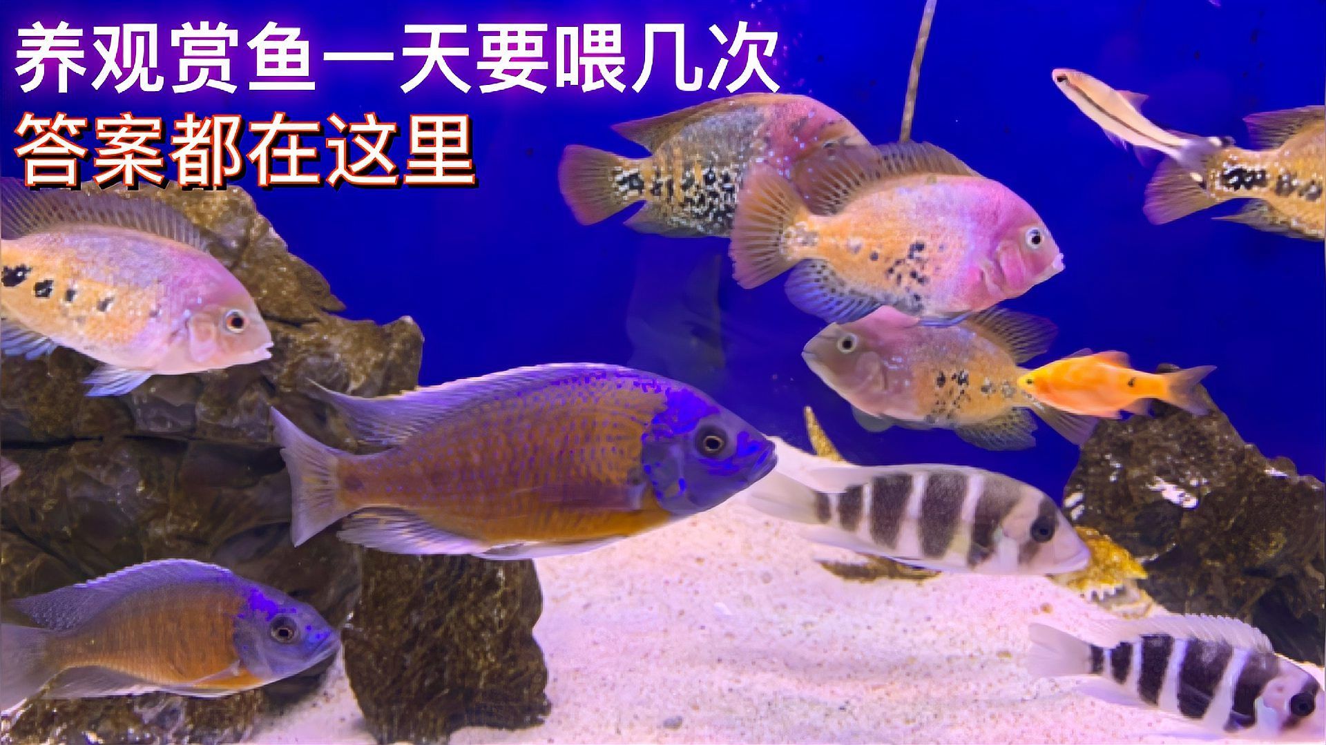 金頭過背金龍魚多久喂一次合適，金頭過背金龍魚一次喂多少合適金頭過背金龍魚的喂食頻率