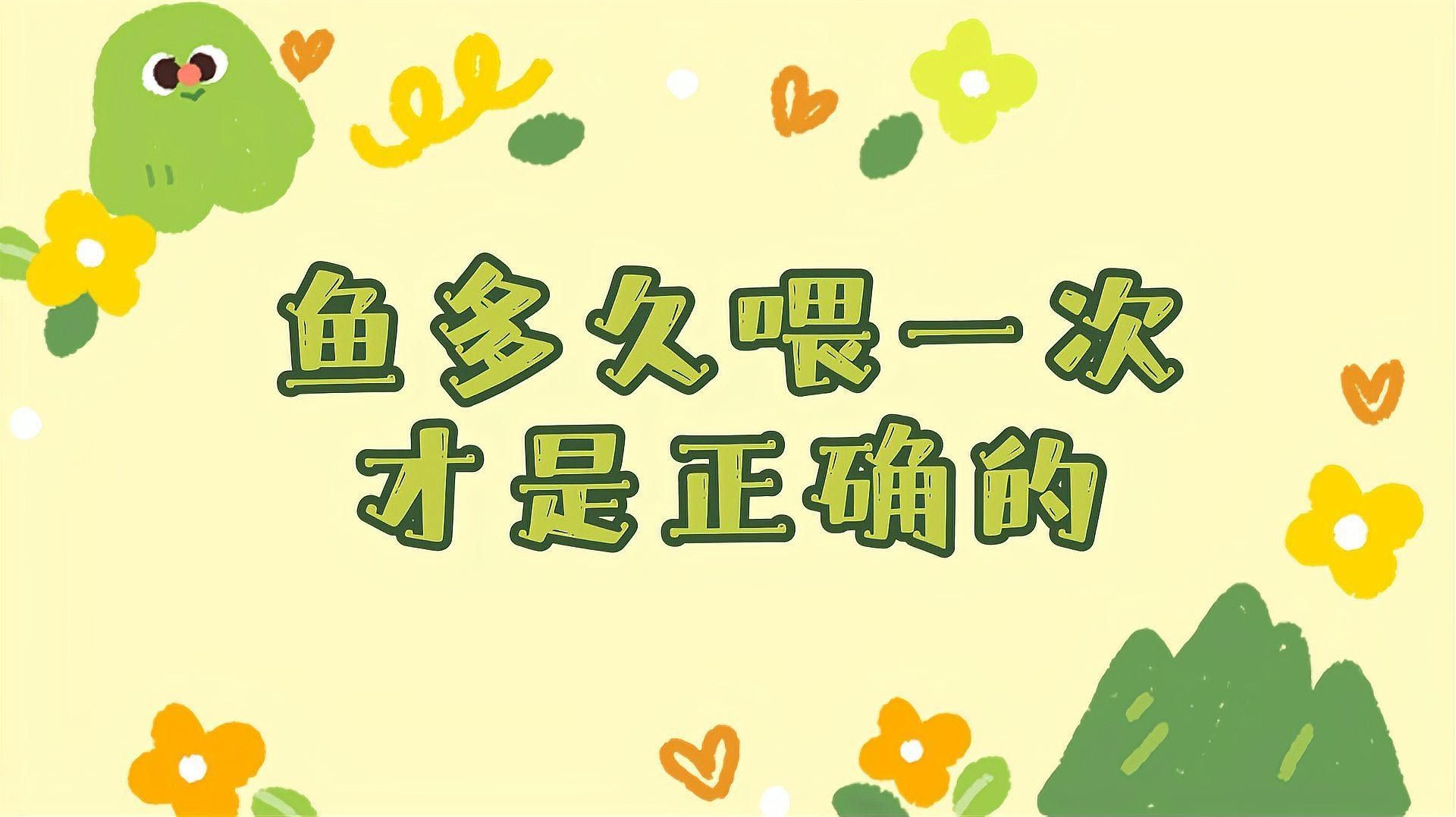 金頭過背金龍魚多久喂一次合適，金頭過背金龍魚一次喂多少合適金頭過背金龍魚的喂食頻率