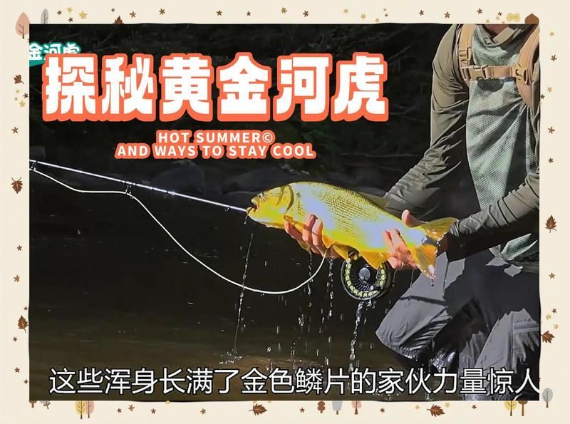 如何區分黃金河虎魚和其他魚類？，如何區分黃金河虎魚