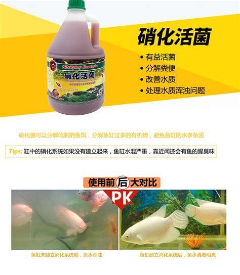 詳解（1000字和配圖）如何判斷龍魚是否需要補充益生菌？，如何判斷龍魚是否需要補充益生菌