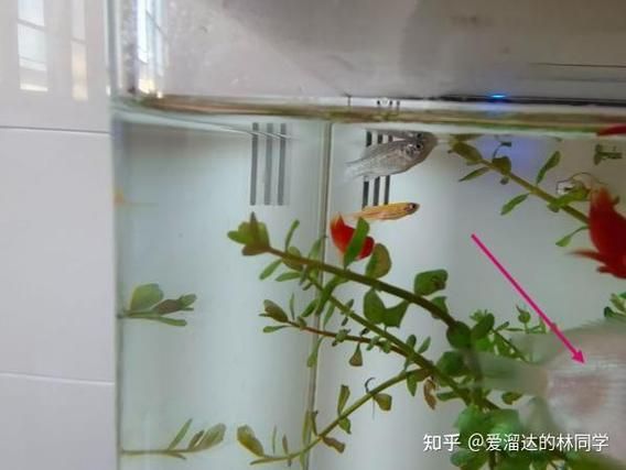 如何判斷魚是否咬傷其他魚，arxiv論文助手判斷魚是否咬傷其他魚是否咬傷其他魚