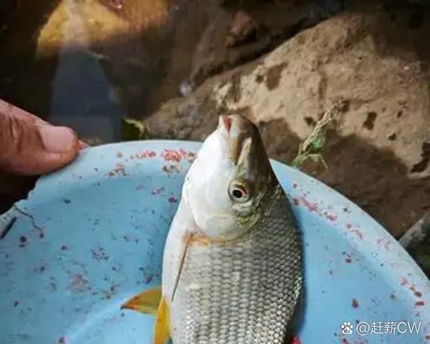 如何判斷魚是否咬傷其他魚，arxiv論文助手判斷魚是否咬傷其他魚是否咬傷其他魚