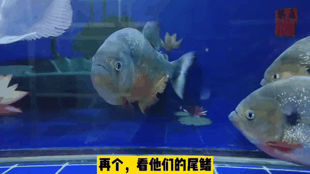 如何判斷魚是否咬傷其他魚，arxiv論文助手判斷魚是否咬傷其他魚是否咬傷其他魚