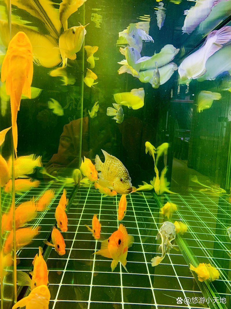 給我推薦一家適合觀賞龍魚的水族館，探索龍魚的奧秘———推薦觀賞龍魚的水族館