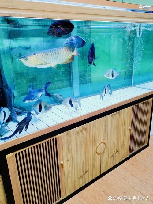 給我推薦一家適合觀賞龍魚的水族館，探索龍魚的奧秘———推薦觀賞龍魚的水族館