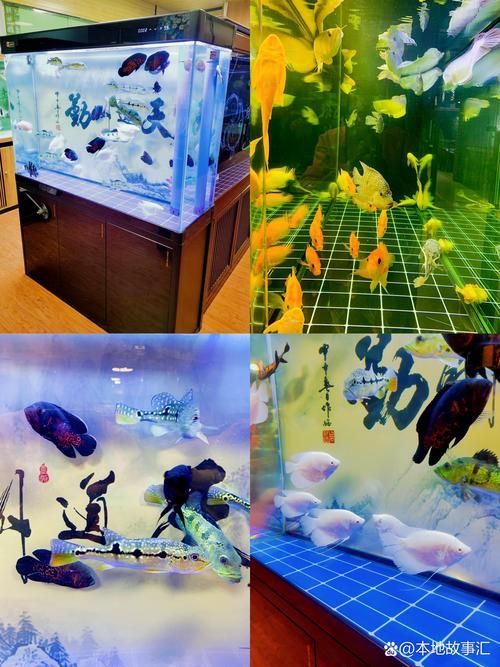 給我推薦一家適合觀賞龍魚的水族館，探索龍魚的奧秘———推薦觀賞龍魚的水族館