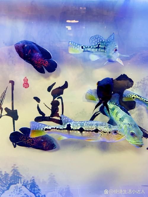 給我推薦一家適合觀賞龍魚的水族館，探索龍魚的奧秘———推薦觀賞龍魚的水族館