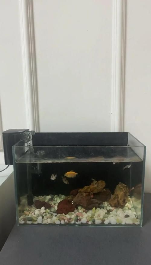 如何判斷魚類是否相容，如何判斷魚類是否相容性的魚類是否相容性的魚類相容