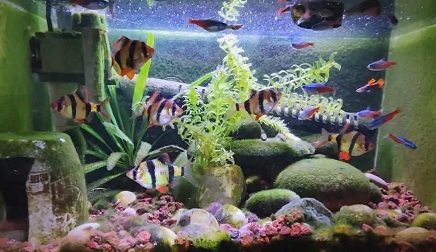 如何判斷魚類是否相容，如何判斷魚類是否相容性的魚類是否相容性的魚類相容
