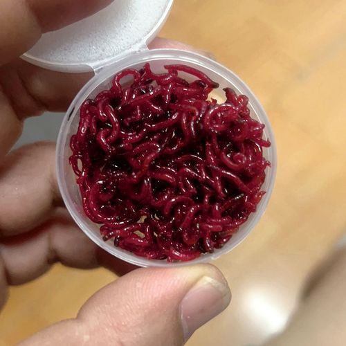 有哪些品牌推薦的六腳恐龍魚飼料？，六腳恐龍魚飼料品牌推薦
