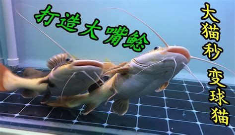 黃金貓魚百科