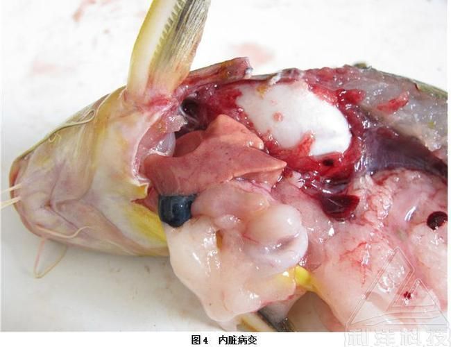 如何判斷海水魚(yú)是否感染細(xì)菌，如何判斷海水魚(yú)感染細(xì)菌
