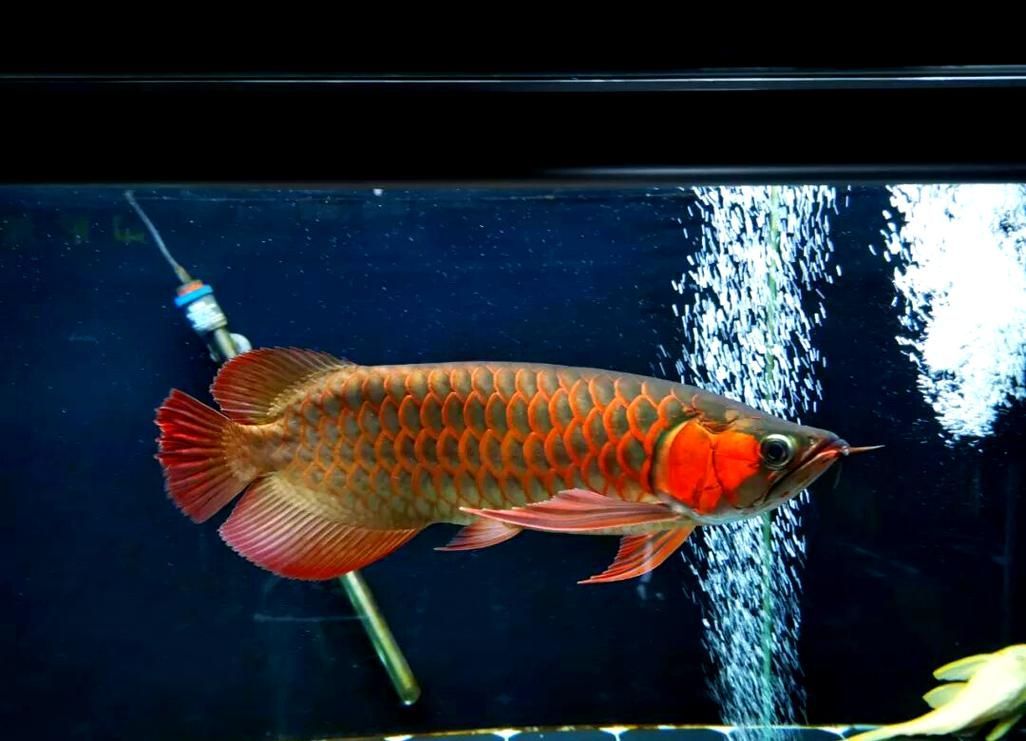 紅龍魚照明多久合適，紅龍魚照明多久合適紅龍魚燈光照射時間直接影響發色效果與生理健康