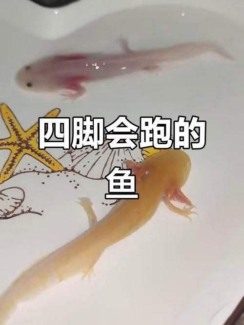 哪里可以找到四只腳的小龍魚圖片？，四只腳的小龍魚圖片