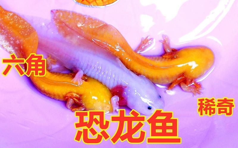 哪里可以找到四只腳的小龍魚圖片？，四只腳的小龍魚圖片