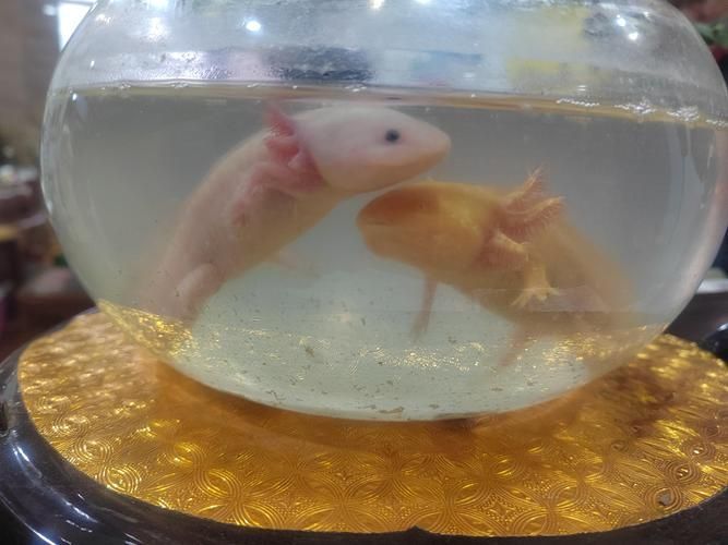 哪里可以找到四只腳的小龍魚圖片？，四只腳的小龍魚圖片