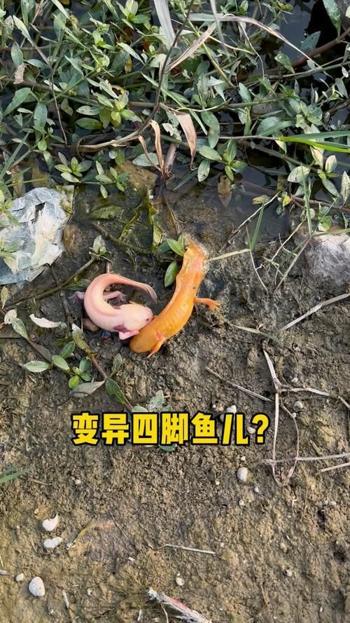 哪里可以找到四只腳的小龍魚圖片？，四只腳的小龍魚圖片