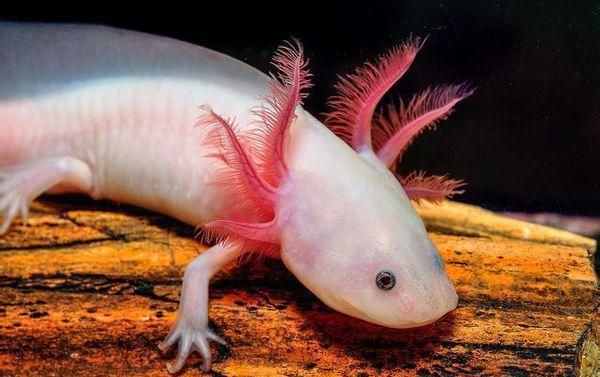 哪里可以找到四只腳的小龍魚圖片？，四只腳的小龍魚圖片