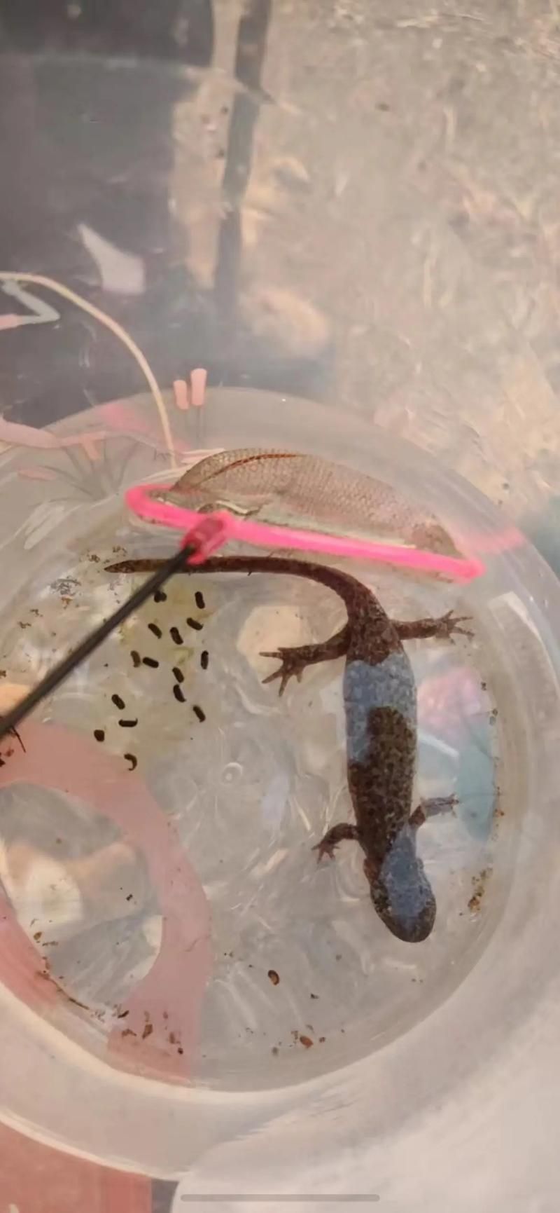 哪里可以找到四只腳的小龍魚圖片？，四只腳的小龍魚圖片
